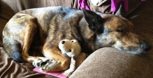 My dog Rusty sleeps peacefully with his toy
